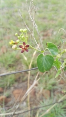Pentarrhinum insipidum