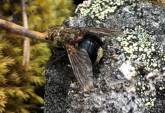 Epalpus