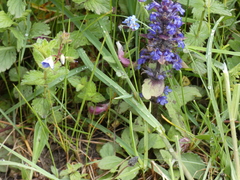 Ajuga genevensis