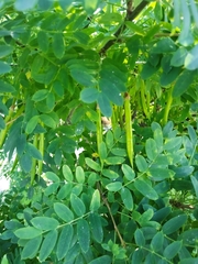 Caragana arborescens