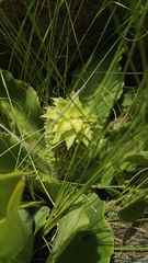 Eucomis autumnalis clavata