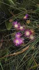 Delosperma sutherlandii