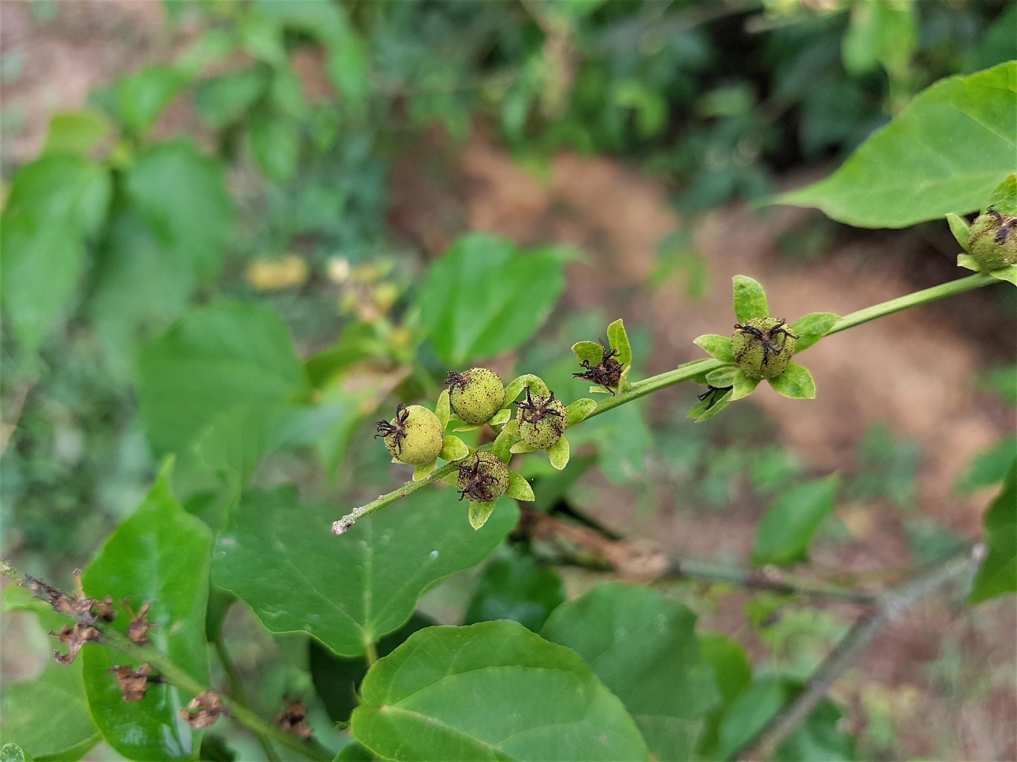 Croton adenophorus