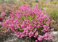 Erica lateralis