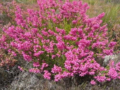 Image of Button Heath (Erica lateralis) by (c) linkie, some rights reserved (CC BY)