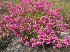 Erica lateralis