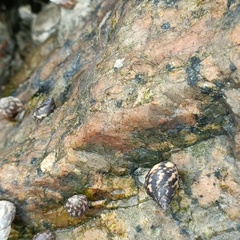 Littoraria sinensis