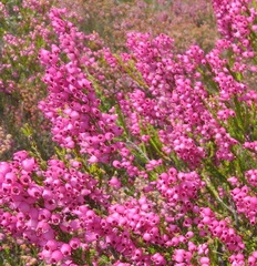 Erica lateralis