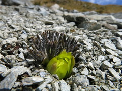 Ranunculus scrithalis