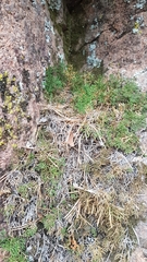 Selaginella sanguinolenta
