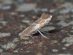 Cameraria conglomeratella