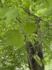 Acer rubrum