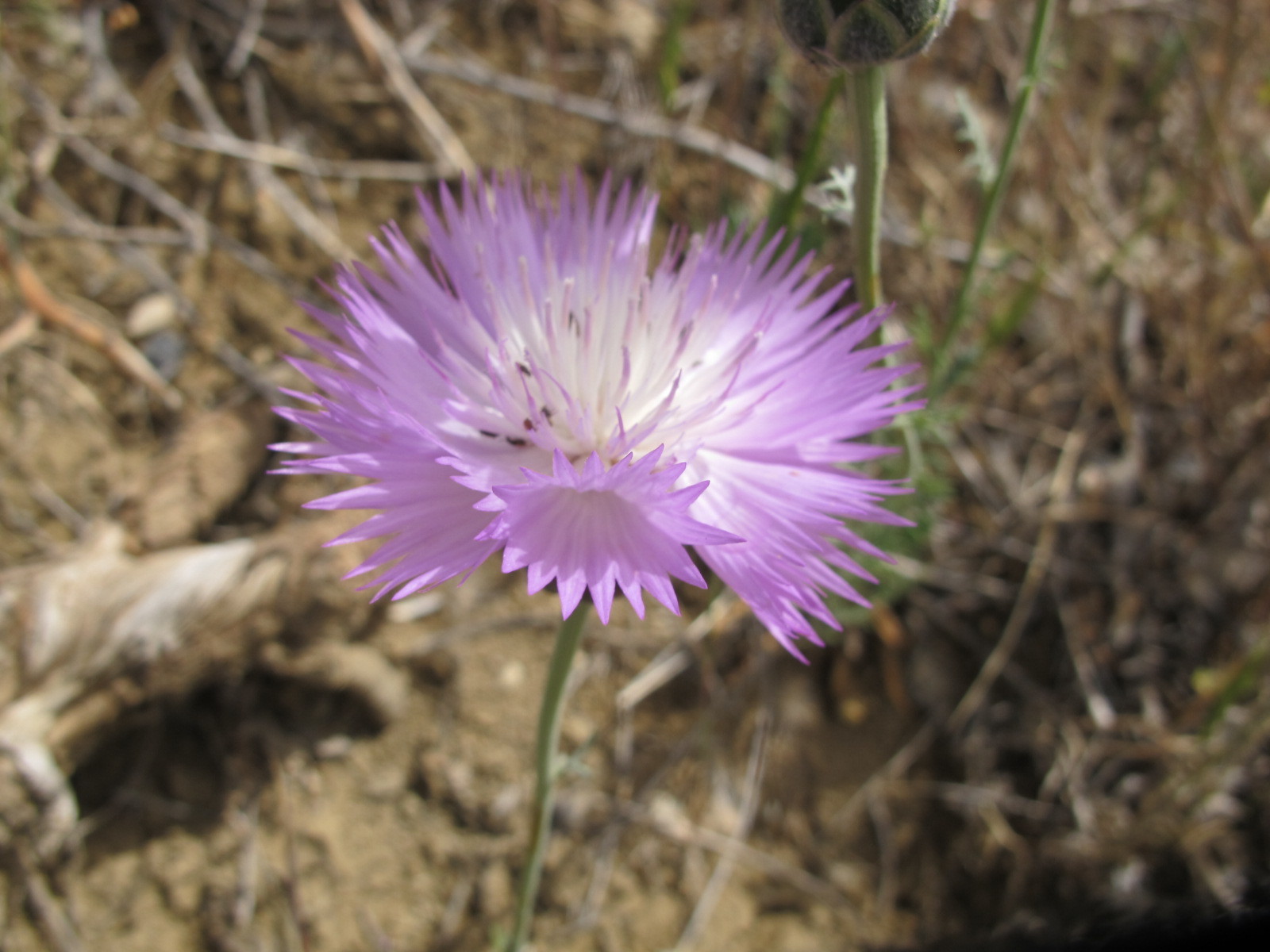 Amberboa