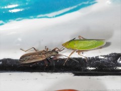 Paromius longulus
