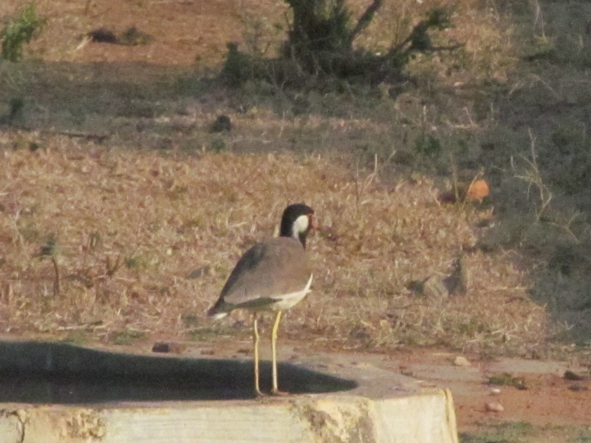 Red-wattled Lapwing