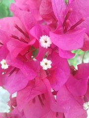 Bougainvillea × buttiana