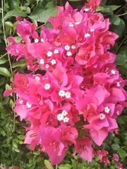 Bougainvillea × buttiana
