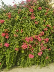 Bougainvillea × buttiana