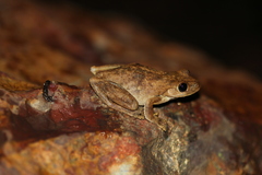 Litoria rothii