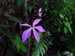 Epidendrum flexuosum