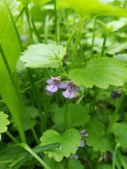 Glechoma hederacea