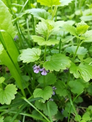 Glechoma hederacea