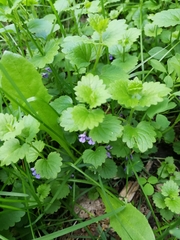 Glechoma hederacea
