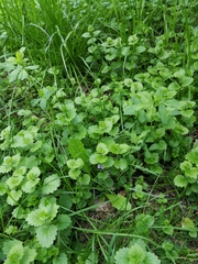 Glechoma hederacea