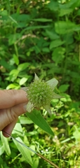 Monarda bradburiana
