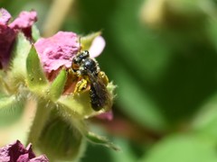 Andrena minutula