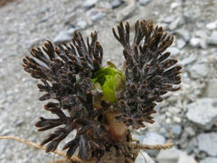 Ranunculus scrithalis