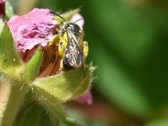 Andrena minutula