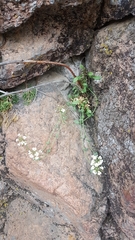 Noccaea cochleariformis