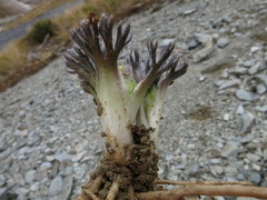 Ranunculus scrithalis