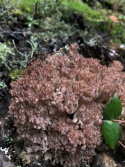 Ramaria rubripermanens