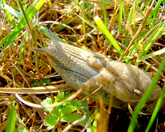 Drusia ibera