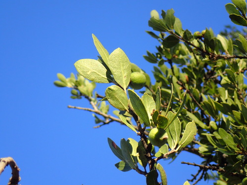 Image of Elaeodendron transvaalense by (c) Mahomed Desai, some rights reserved (CC BY)