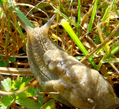 Drusia ibera