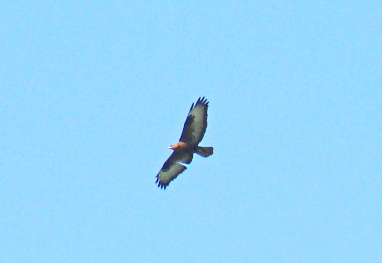 Long-legged Buzzard