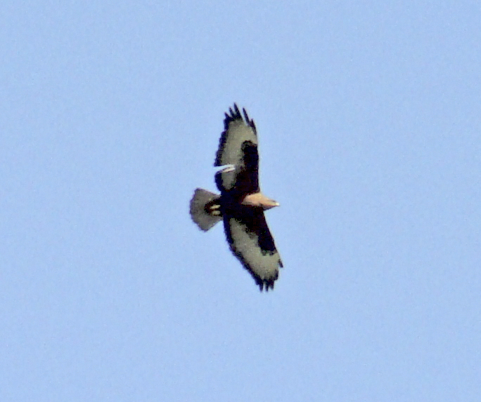 Long-legged Buzzard