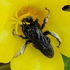 Melissodes bimaculatus image