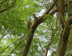 Chloropicus goertae
