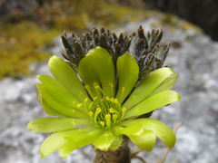 Ranunculus scrithalis