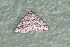 Macaria graphidaria