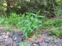 Gentiana asclepiadea