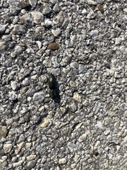 Chalcolepidius viridipilis