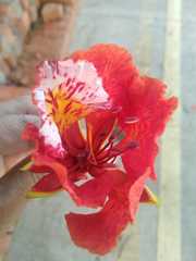 Delonix regia