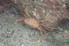 Liocarcinus