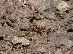 Proceratium pergandei