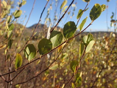Grewia vernicosa